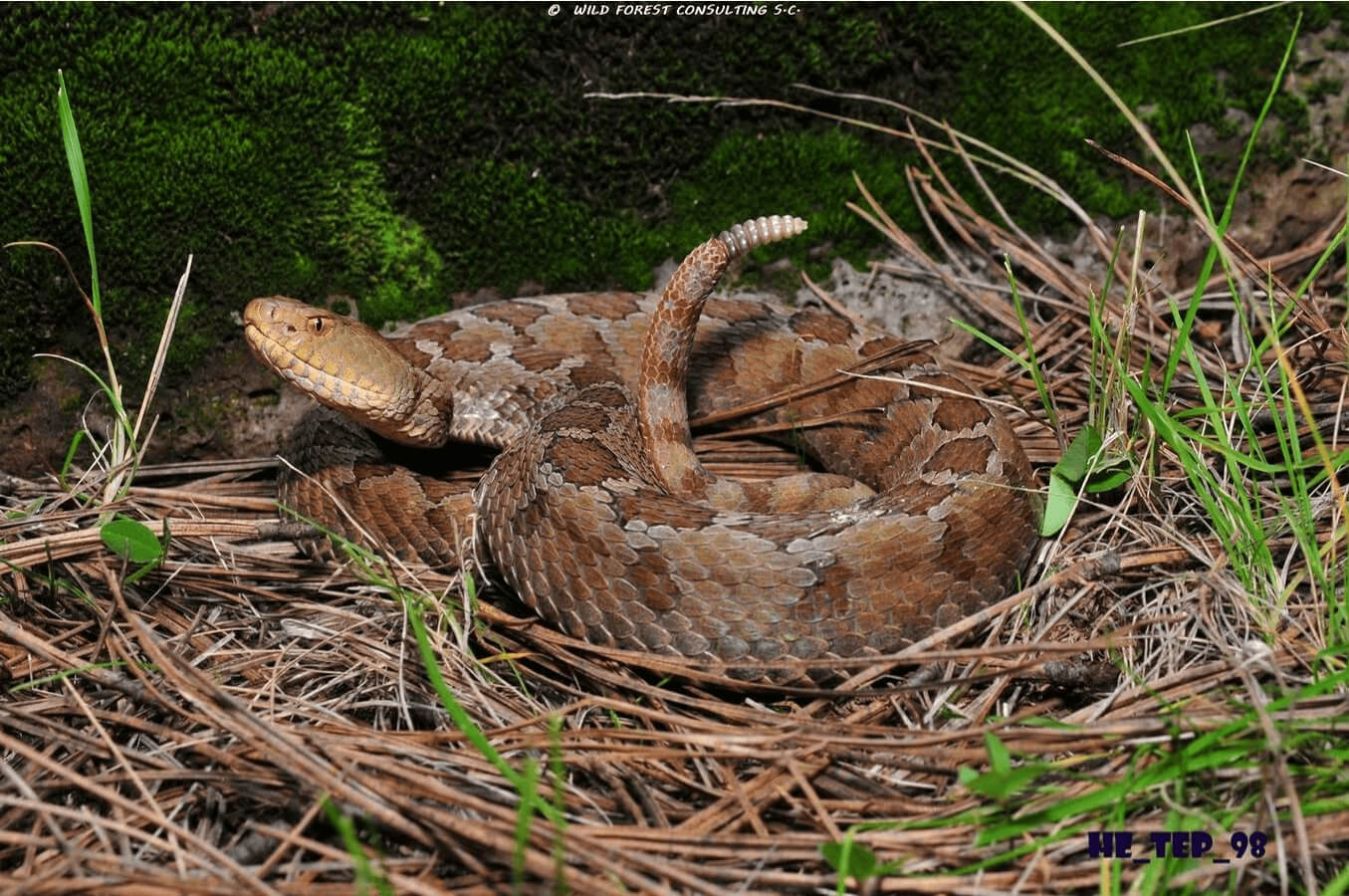 BIODIVERSDAD
